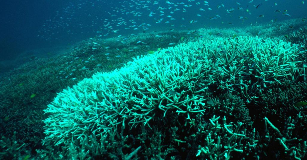 Corals are Dying: Stop Water Pollution Now